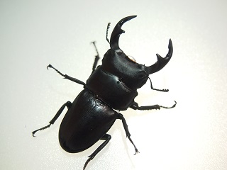 KUWAGATA Z】 -武夷山産ホペイオオクワガタ飼育記-