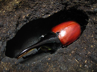 KUWAGATA Z】 -ヘラクレス・パスコアリ飼育記-