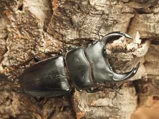 KUWAGATA Z】 -武夷山産ホペイオオクワガタ飼育記-