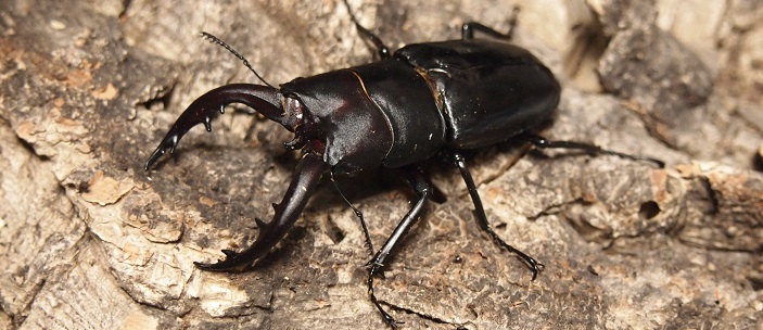 KUWAGATA Z】 -トクノシマノコギリクワガタ飼育記-